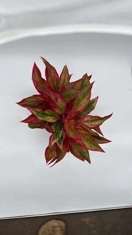 Aglaonema Siam Aurora Red Live Plant – Vibrant Indoor Houseplant, 6" Pot Aglaonema Siam Aurora Red Live Plant – Vibrant Indoor Houseplant, 6" Pot - Image 4
