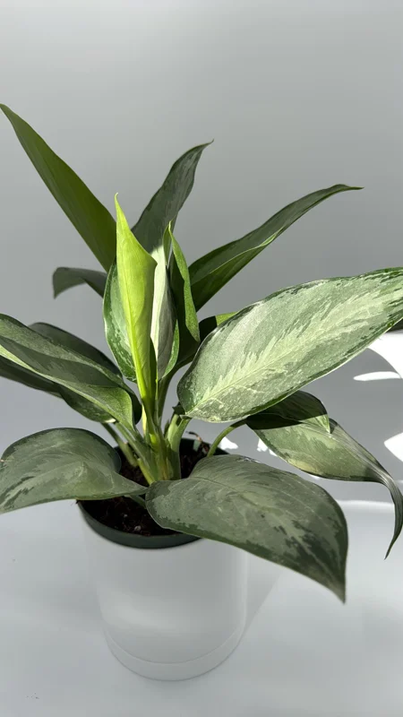 Aglaonema Silverado Live Plant – 6 inch Pot – Low Light Indoor - Image 2
