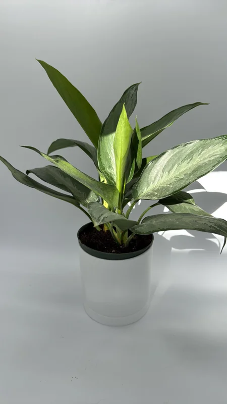 Aglaonema Silverado Live Plant – 6 inch Pot – Low Light Indoor - Image 1
