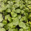 Aji Chinchi Amarillo Peruvian Hot Pepper Live Plants - Set of 3, 75+ Days Old, Vegetable Garden - Image 1