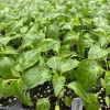 Aji Mango Pepper Live Plants - Lot of 3, Medium Hot Tropical, 75+ Days Old - Image 1