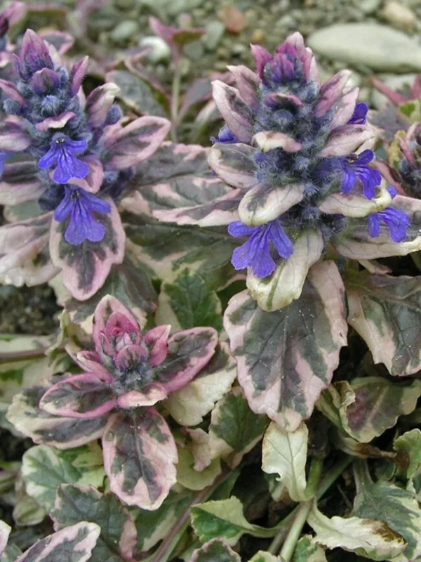 Ajuga 'Burgundy Glow' Bugleweed Live Starter Plant – Vibrant Groundcover - Image 2