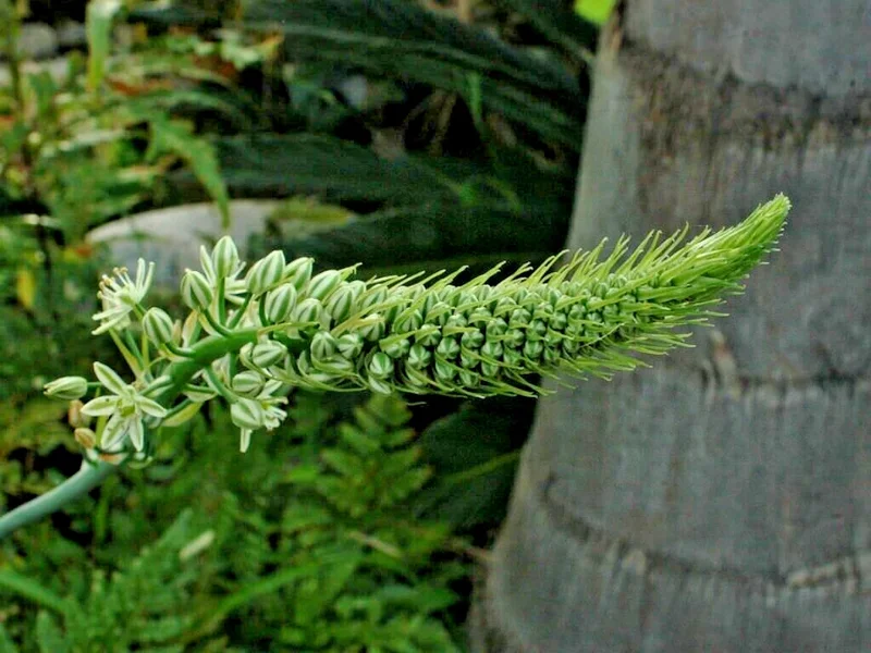 Albuca Bracteata Pregnant Onion Succulent - 4 Rooted Live Plants, 1-2" Wide, Indoor Albuca Bracteata Pregnant Onion Succulent - 4 Rooted Live Plants, 1-2" Wide, Indoor - Image 3