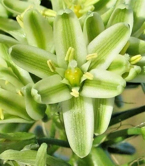 Albuca Bracteata Pregnant Onion Succulent - 4 Rooted Live Plants, 1-2" Wide, Indoor Albuca Bracteata Pregnant Onion Succulent - 4 Rooted Live Plants, 1-2" Wide, Indoor - Image 5