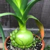 Albuca Bracteata Pregnant Onion Succulent - 4 Rooted Live Plants, 1-2" Wide, Indoor - Image 1