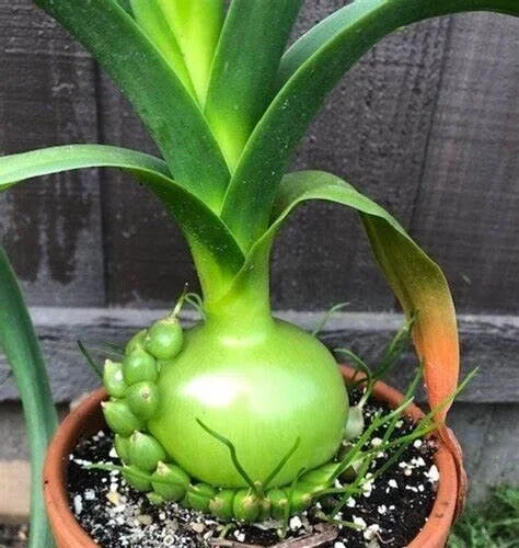 Albuca Bracteata Pregnant Onion Succulent - 4 Rooted Live Plants, 1-2" Wide, Indoor Albuca Bracteata Pregnant Onion Succulent - 4 Rooted Live Plants, 1-2" Wide, Indoor - Image 1
