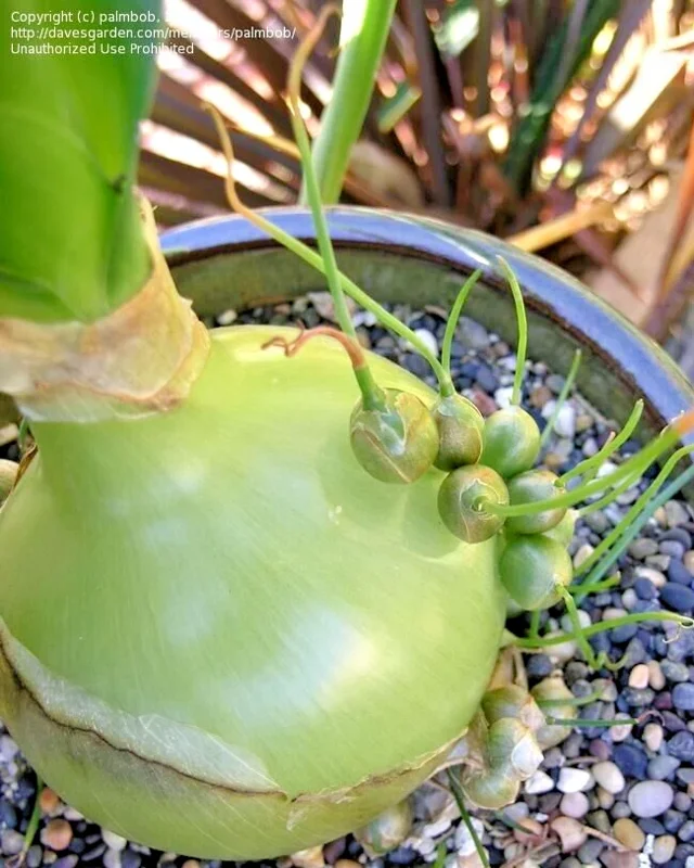 Albuca Bracteata Pregnant Onion Succulent Bulbs - 5 Live .25 inch Easy Care Plants Albuca Bracteata Pregnant Onion Succulent Bulbs - 5 Live .25 inch Easy Care Plants - Image 2