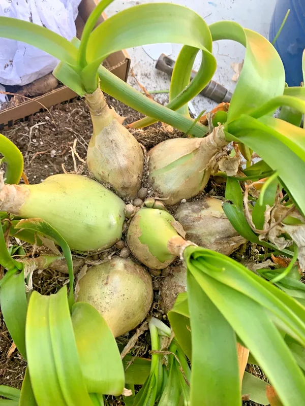 Albuca Bracteata Pregnant Onion Succulent Bulbs - 5 Live .25 inch Easy Care Plants Albuca Bracteata Pregnant Onion Succulent Bulbs - 5 Live .25 inch Easy Care Plants - Image 4