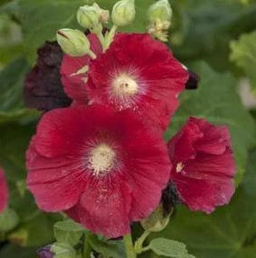 Alcea 'Mars Magic' Hollyhocks Live Plant – Perennial Flower – Outdoor - Image 2