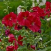 Alcea 'Mars Magic' Hollyhocks Live Plant – Perennial Flower – Outdoor - Image 1