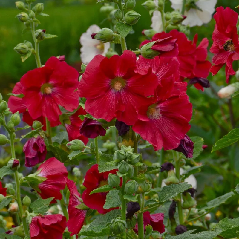 Alcea 'Mars Magic' Hollyhocks Live Plant – Perennial Flower – Outdoor - Image 1