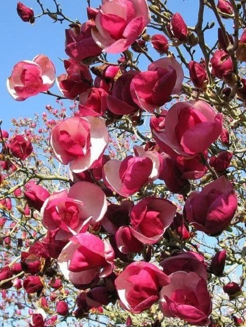 Alexandra Magnolia Seeds - 5 Count - Fragrant Lily Flower Tree - Image 2