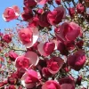 Alexandra Magnolia Seeds - 5 Count - Fragrant Lily Flower Tree - Image 1