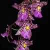 Aliceara Tropic Tom 'Kinky' Oncidium Type Orchid Live Plant – 2.5" Pot - Image 1