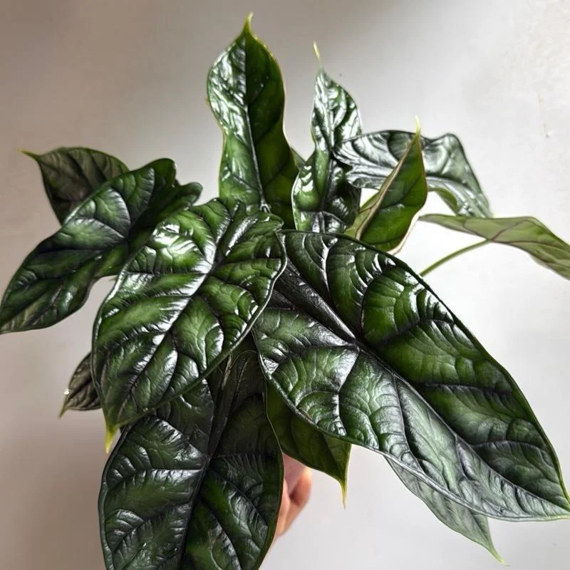 Alocasia Baginda Dragon Scale Live Plant – 6 inch Pot – Indoor Aroid - Image 2