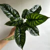 Alocasia Baginda Dragon Scale Live Plant – 6 inch Pot – Indoor Aroid - Image 1