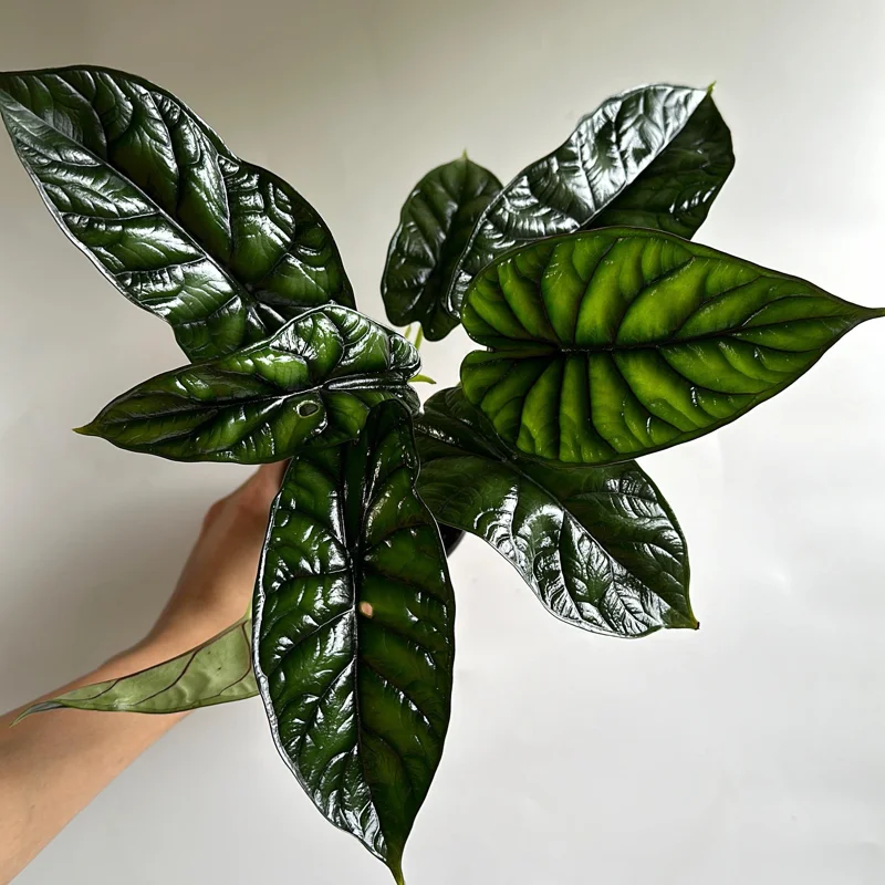 Alocasia Baginda Dragon Scale Live Plant – 6 inch Pot – Indoor Aroid - Image 1