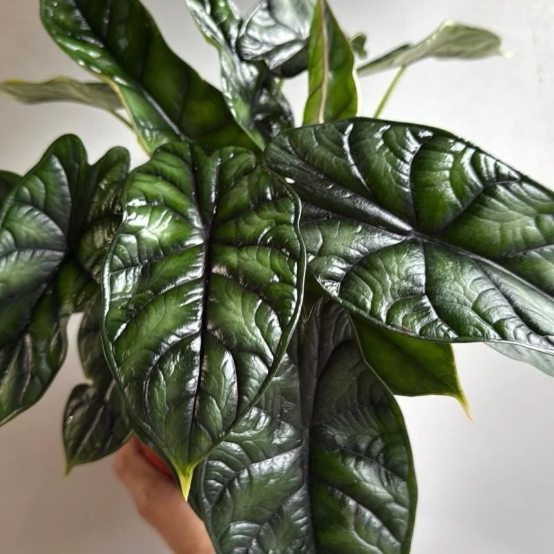 Alocasia Baginda Dragon Scale Live Plant – Rare Aroid Houseplant 6 inch Pot – Indoor Alocasia Baginda Dragon Scale Live Plant – Rare Aroid Houseplant 6 inch Pot – Indoor - Image 3