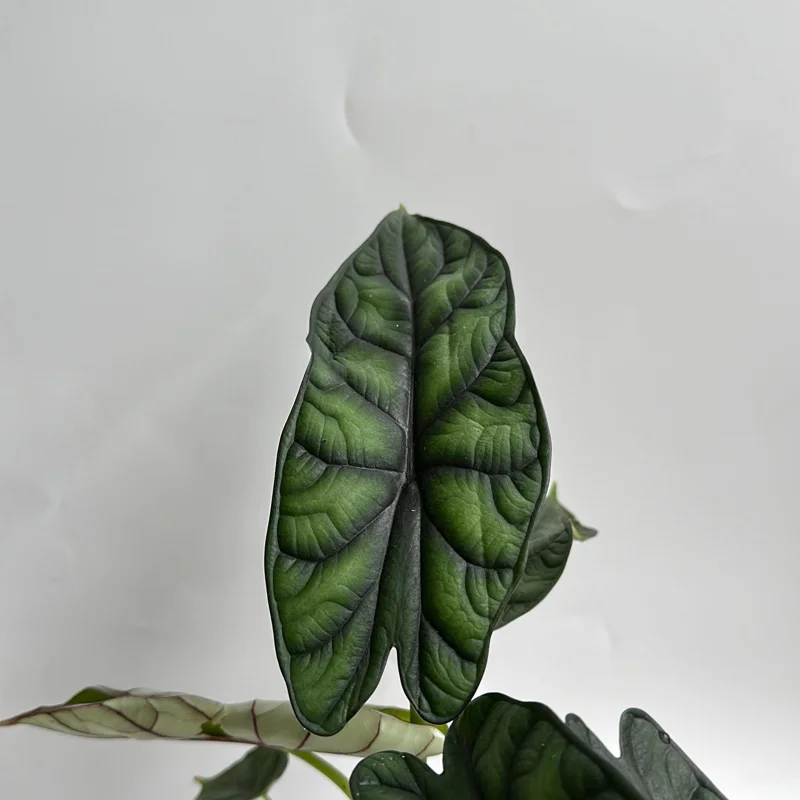Alocasia Baginda Dragon Scale Live Plant – Rare Aroid Houseplant 6 inch Pot – Indoor Alocasia Baginda Dragon Scale Live Plant – Rare Aroid Houseplant 6 inch Pot – Indoor - Image 4