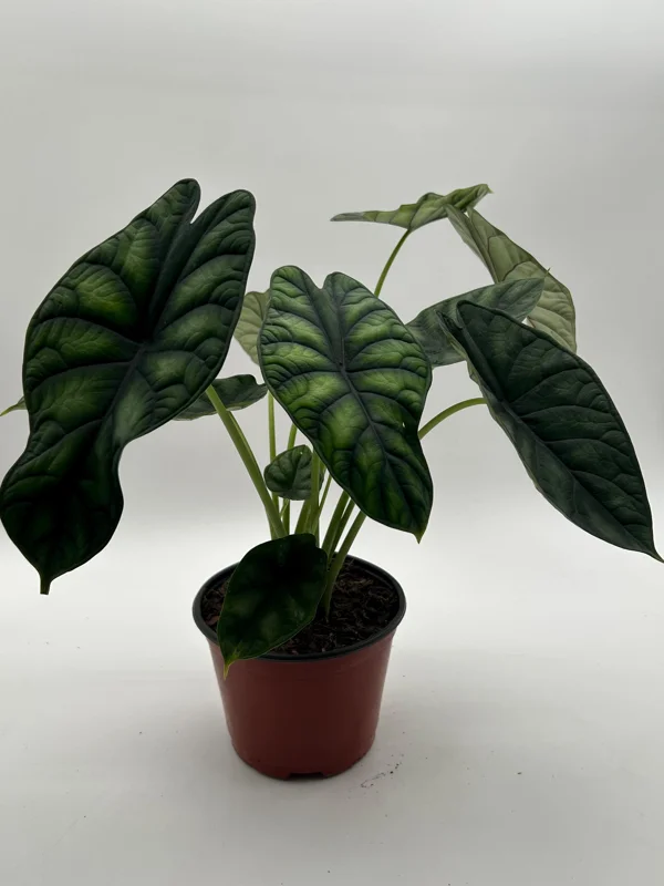Alocasia Baginda Dragon Scale Live Plant – Rare Aroid Houseplant 6 inch Pot – Indoor Alocasia Baginda Dragon Scale Live Plant – Rare Aroid Houseplant 6 inch Pot – Indoor - Image 5