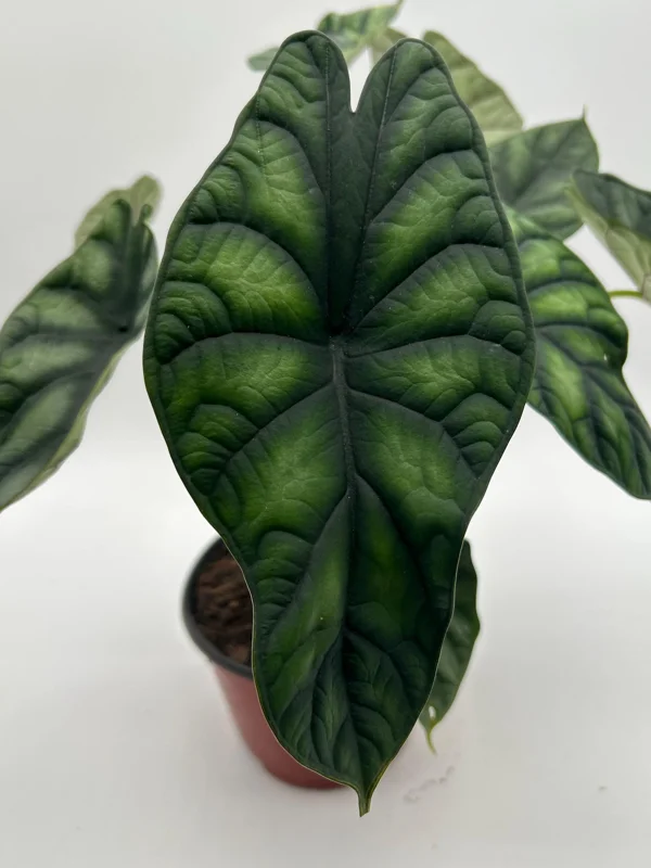 Alocasia Baginda Dragon Scale Live Plant – Rare Aroid Houseplant 6 inch Pot – Indoor Alocasia Baginda Dragon Scale Live Plant – Rare Aroid Houseplant 6 inch Pot – Indoor - Image 6