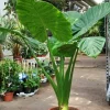Alocasia Calidora Live Plant – 24 inch Tall Indoor Elephant Ear Houseplant - Image 1