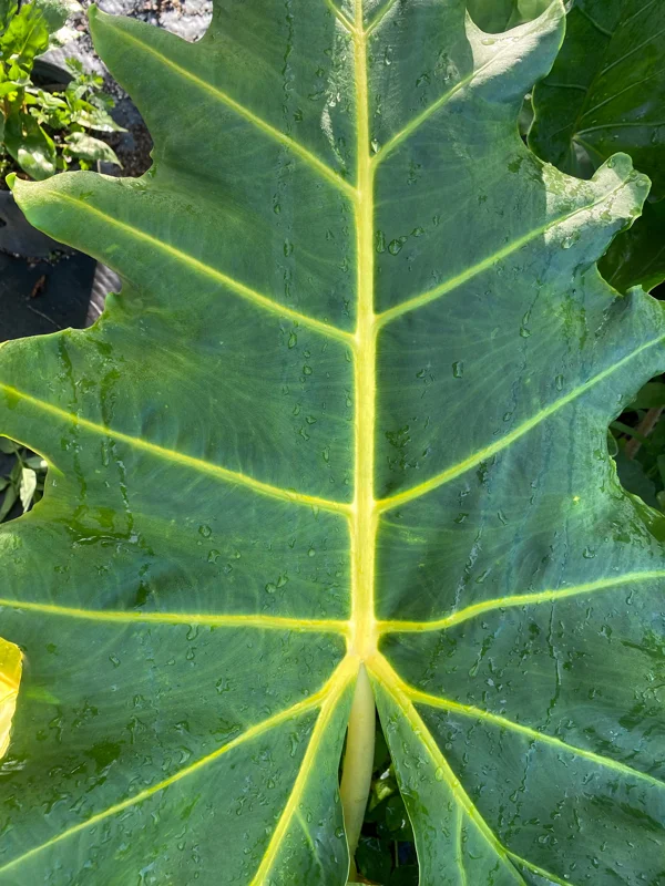 Alocasia Golden Dragon Live Plant – Rooted, 3 Inch Pot – Indoor Foliage - Image 2