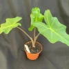 Alocasia Golden Dragon Live Plant – Rooted, 3 Inch Pot – Indoor Foliage Alocasia Golden Dragon Live Plant – Rooted, 3 Inch Pot – Indoor Foliage - Image 1
