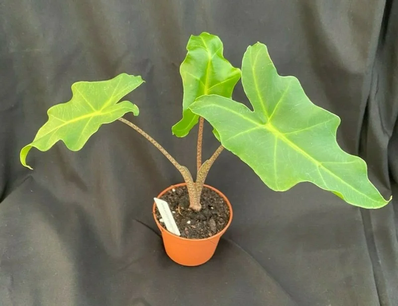 Alocasia Golden Dragon Live Plant – Rooted, 3 Inch Pot – Indoor Foliage - Image 1