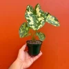 Alocasia Hilo Beauty Live Plant – 4 inch Pot Elephant Ear – Indoor & Outdoor Alocasia Hilo Beauty Live Plant – 4 inch Pot Elephant Ear – Indoor & Outdoor - Image 1