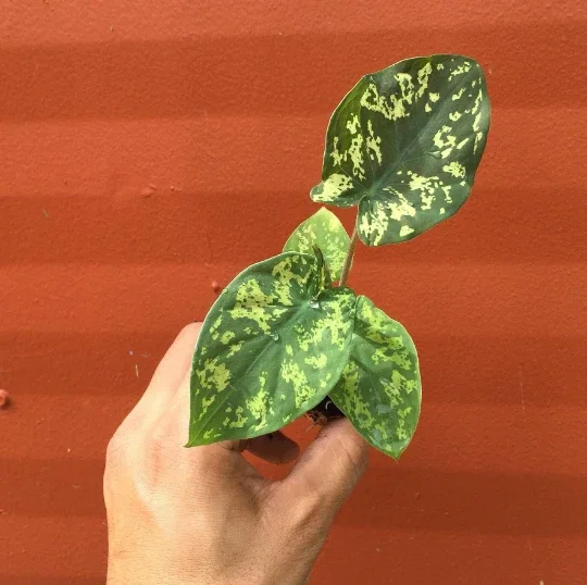 Alocasia Hilo Beauty Live Plant – Elephant Ear Plug – Indoor/Outdoor House Plant Alocasia Hilo Beauty Live Plant – Elephant Ear Plug – Indoor/Outdoor House Plant - Image 2