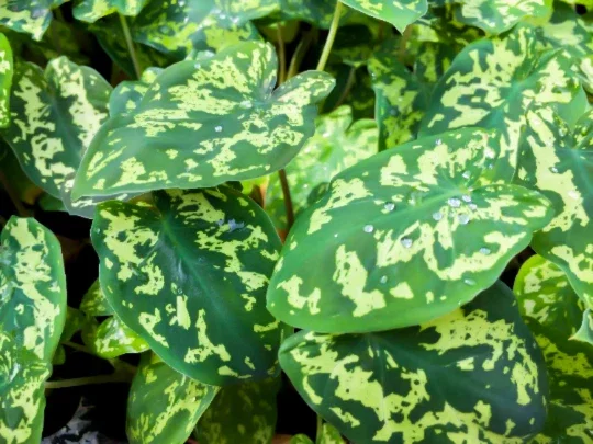 Alocasia Hilo Beauty Live Plant – Elephant Ear Plug – Indoor/Outdoor House Plant Alocasia Hilo Beauty Live Plant – Elephant Ear Plug – Indoor/Outdoor House Plant - Image 1