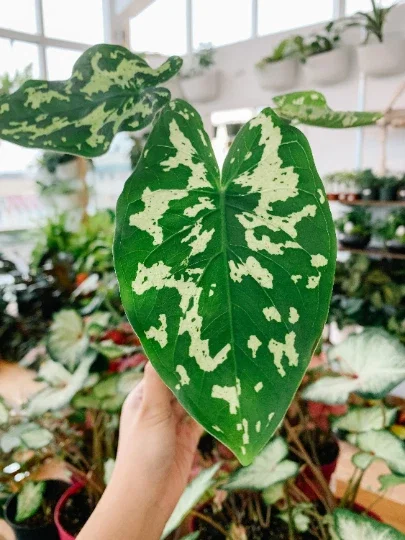 Alocasia Hilo Beauty Live Plant – Elephant Ear Plug – Indoor/Outdoor House Plant Alocasia Hilo Beauty Live Plant – Elephant Ear Plug – Indoor/Outdoor House Plant - Image 4