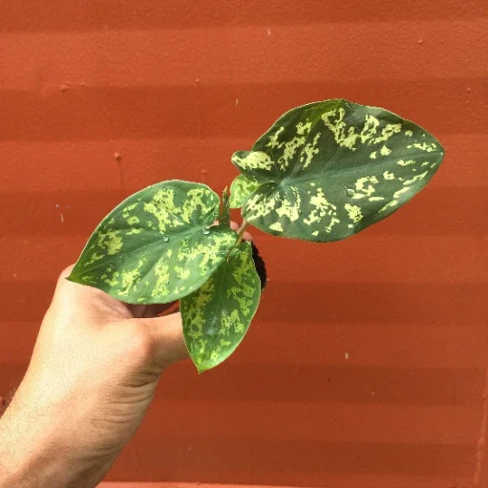 Alocasia Hilo Beauty Live Plant – Elephant Ear Plug – Indoor/Outdoor House Plant Alocasia Hilo Beauty Live Plant – Elephant Ear Plug – Indoor/Outdoor House Plant - Image 5