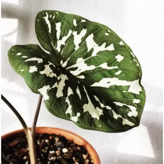 Alocasia Hilo Beauty Live Plant – Elephant Ear Plug – Indoor/Outdoor House Plant Alocasia Hilo Beauty Live Plant – Elephant Ear Plug – Indoor/Outdoor House Plant - Image 6
