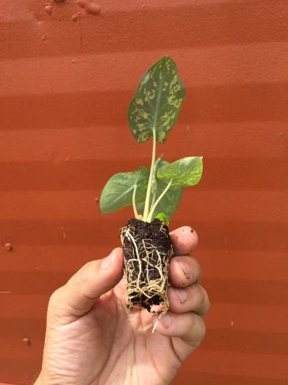 Alocasia Hilo Beauty Live Plant – Elephant Ear Plug – Indoor/Outdoor House Plant Alocasia Hilo Beauty Live Plant – Elephant Ear Plug – Indoor/Outdoor House Plant - Image 7