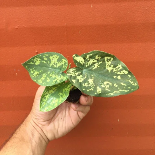 Alocasia Hilo Beauty Live Plant – Elephant Ear Plug – Indoor/Outdoor House Plant Alocasia Hilo Beauty Live Plant – Elephant Ear Plug – Indoor/Outdoor House Plant - Image 8
