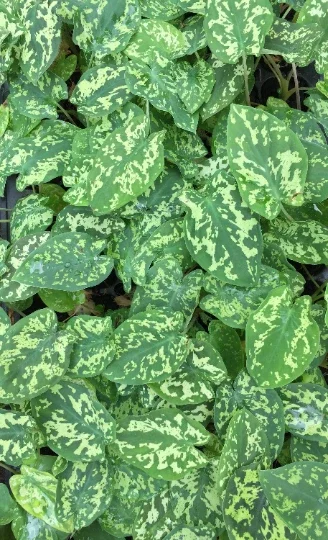 Alocasia Hilo Beauty Live Plant – Elephant Ear Plug – Indoor/Outdoor House Plant Alocasia Hilo Beauty Live Plant – Elephant Ear Plug – Indoor/Outdoor House Plant - Image 9