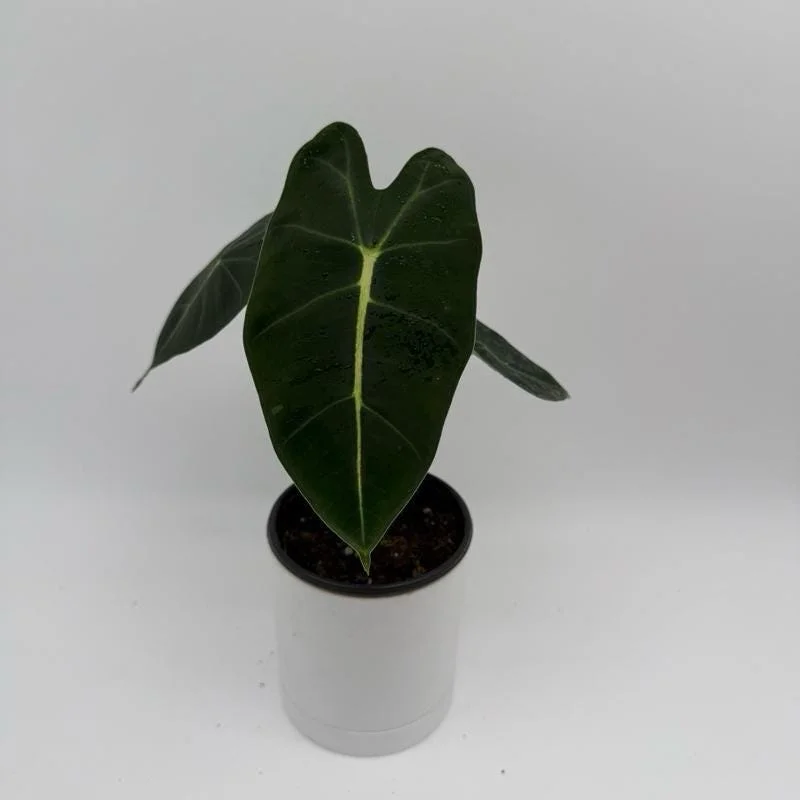 Alocasia Live Plant Bundle – 3 Tropical Indoor Plants, 4 inch Pots - Image 2
