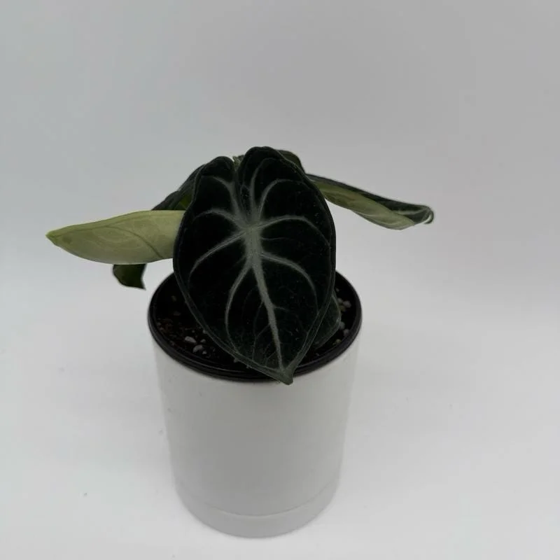 Alocasia Live Plant Bundle – 3 Tropical Indoor Plants, 4 inch Pots Alocasia Live Plant Bundle – 3 Tropical Indoor Plants, 4 inch Pots - Image 3