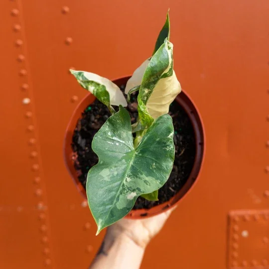 Alocasia Macrorrhiza Variegata Live Plant – 6 inch Pot – Variegated Indoor Plant Alocasia Macrorrhiza Variegata Live Plant – 6 inch Pot – Variegated Indoor Plant - Image 2