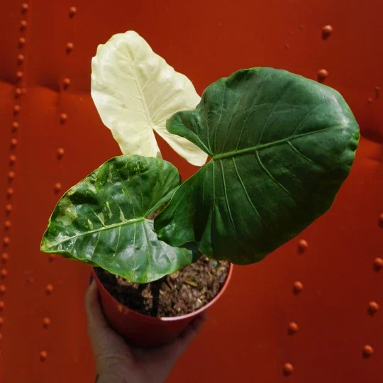 Alocasia Macrorrhiza Variegata Live Plant – 6 inch Pot – Variegated Indoor Plant Alocasia Macrorrhiza Variegata Live Plant – 6 inch Pot – Variegated Indoor Plant - Image 3