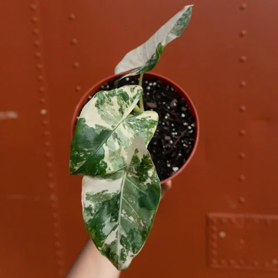 Alocasia Macrorrhiza Variegata Live Plant – 6 inch Pot – Variegated Indoor Plant Alocasia Macrorrhiza Variegata Live Plant – 6 inch Pot – Variegated Indoor Plant - Image 4
