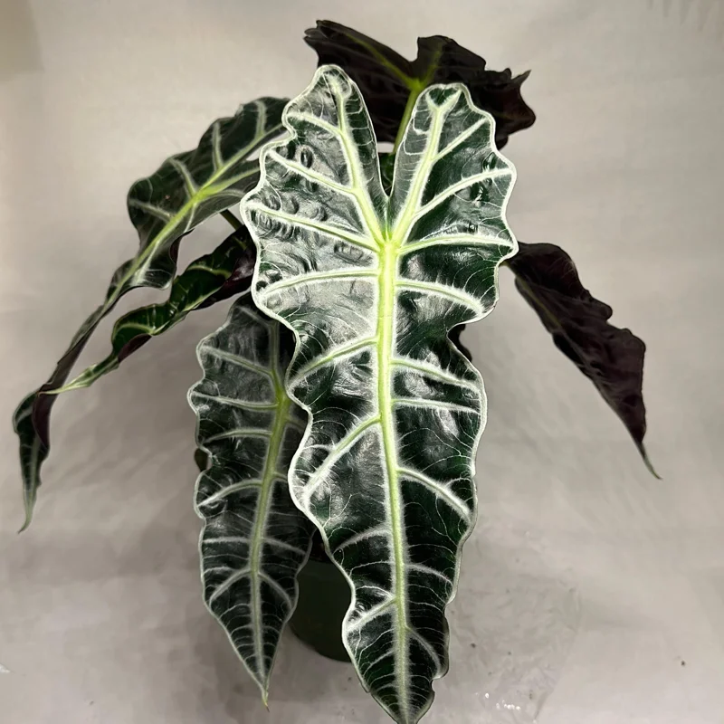 Alocasia Polly Live Plant – 6 inch Pot – Indoor Houseplant Alocasia Polly Live Plant – 6 inch Pot – Indoor Houseplant - Image 3