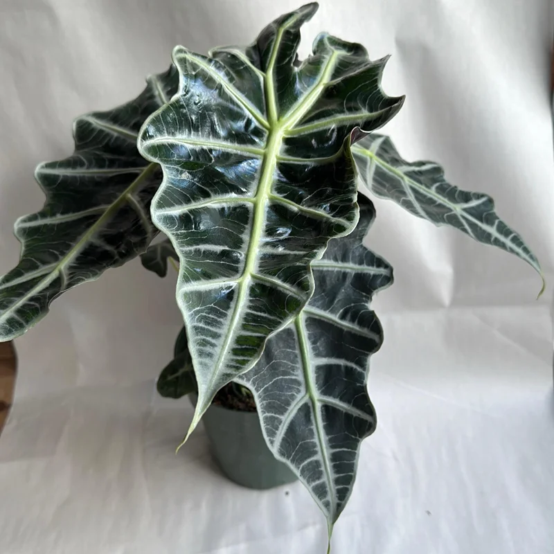 Alocasia Polly Live Plant – 6 inch Pot – Indoor Houseplant Alocasia Polly Live Plant – 6 inch Pot – Indoor Houseplant - Image 4