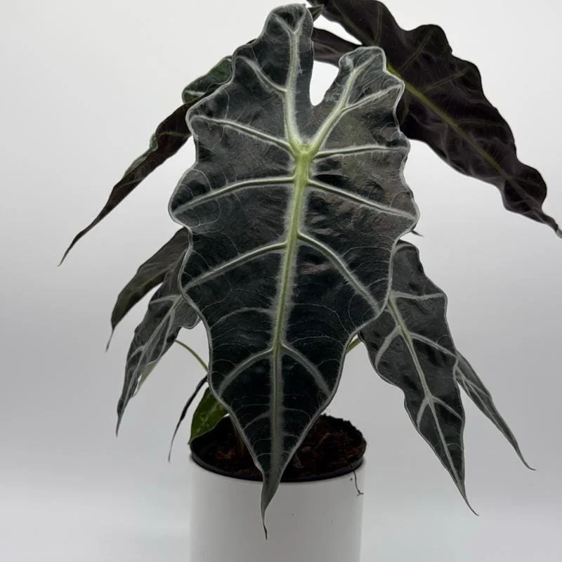 Alocasia Polly Live Plant – 6 inch Pot – Indoor Houseplant Alocasia Polly Live Plant – 6 inch Pot – Indoor Houseplant - Image 6