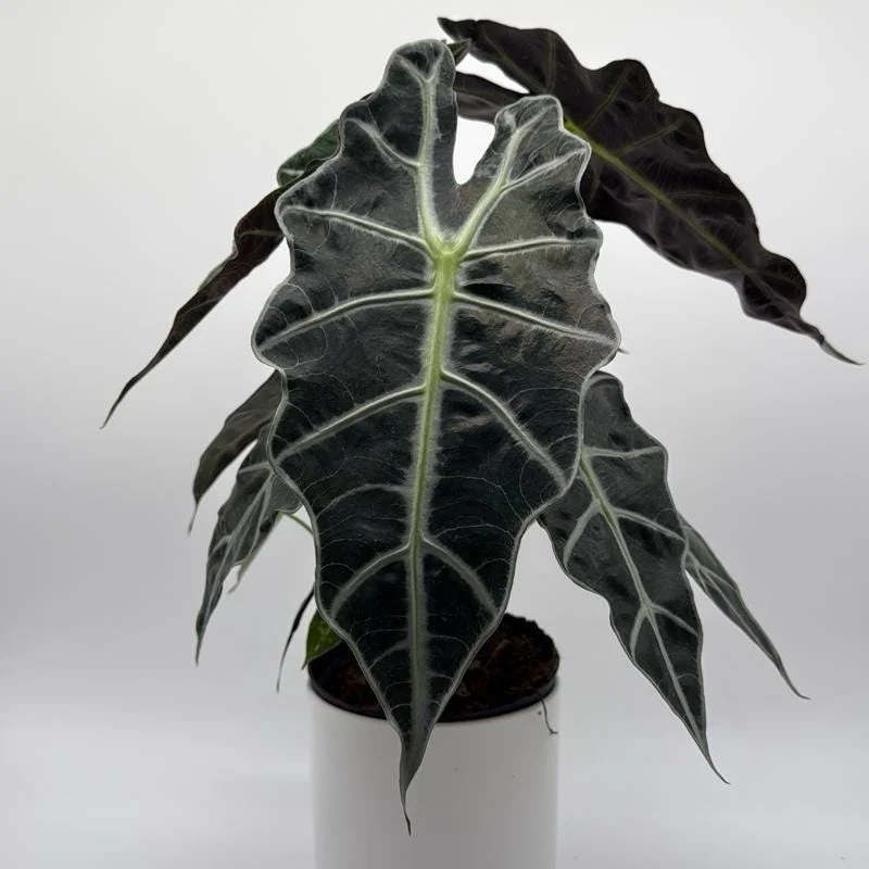 Alocasia Polly Live Plant – 6 inch Pot – Indoor Houseplant Alocasia Polly Live Plant – 6 inch Pot – Indoor Houseplant - Image 7