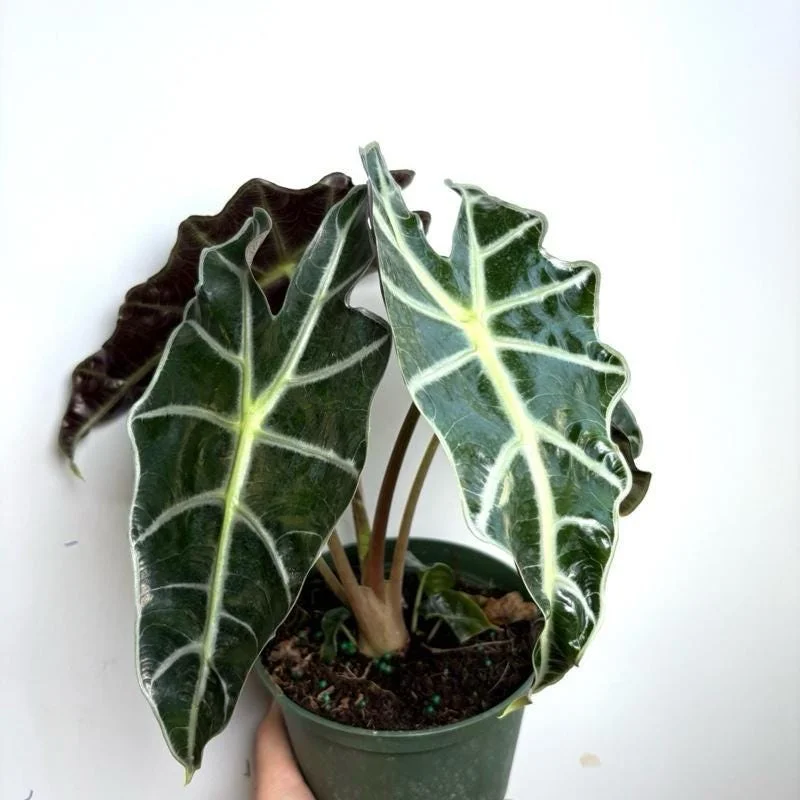 Alocasia Polly Live Plant – Indoor Houseplant – 6 Inch Pot - Image 2