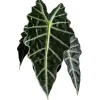 Alocasia Polly Live Plant – Indoor Houseplant – 6 Inch Pot Alocasia Polly Live Plant – Indoor Houseplant – 6 Inch Pot - Image 1
