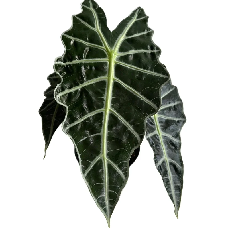 Alocasia Polly Live Plant – Indoor Houseplant – 6 Inch Pot - Image 1